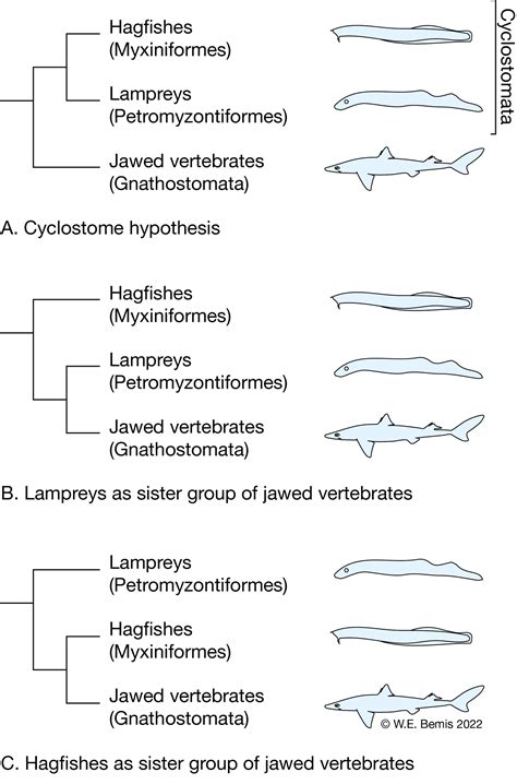 6. How to teach vertebrate phylogeny when trees conflict