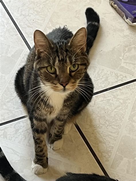 Why Do My Cats Eyes Look Crossed at Tracy Jacoby blog