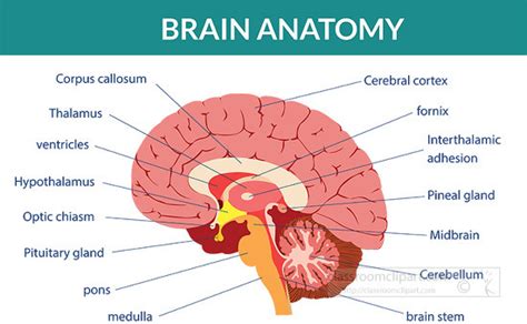 Image result for Brain Cells Reprogramming