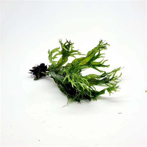 Image result for Windelov Java Fern