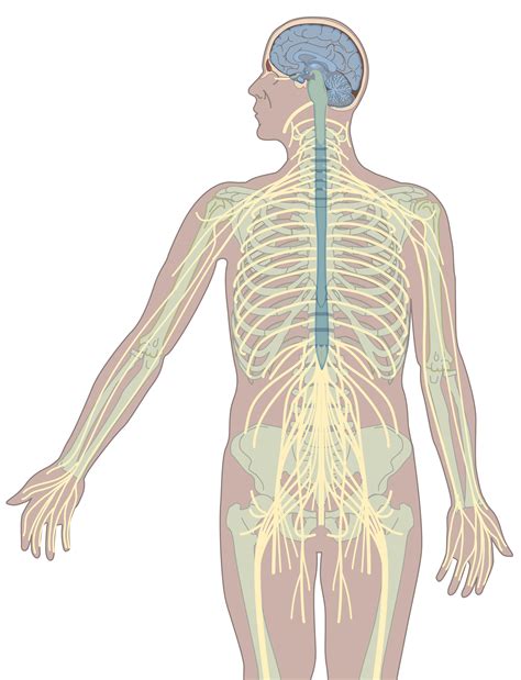Drawing nervous system | AnatomyTOOL