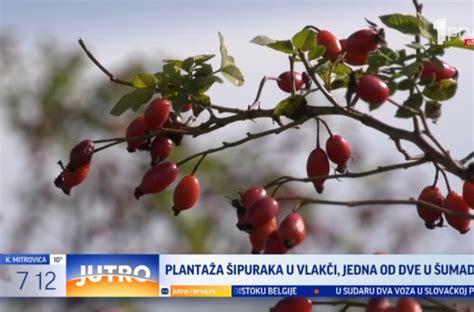 Ovo je jedna od dve plantaže šipurka u Šumadiji VIDEO - B92