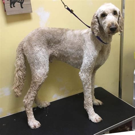 Best Types of Goldendoodle Haircuts! (2022) - We Love Doodles