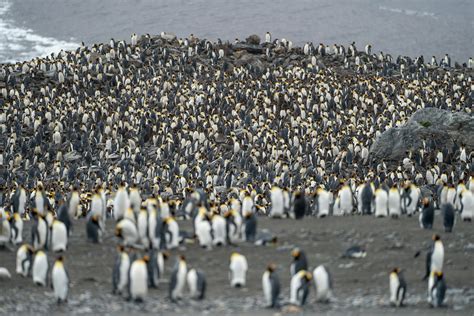 A large group of penguins on the beach photo – Free Animal Image on ...