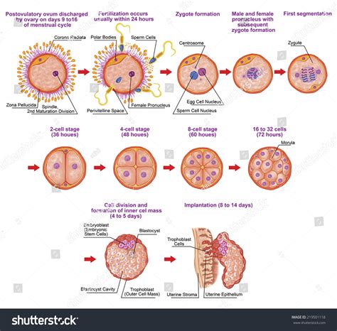 Human Ontogeny Fertilization Developmental Stage Embryology Stock Illustration 219501118 ...