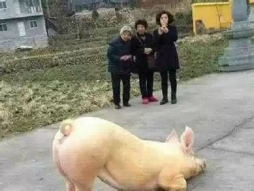 一头猪在寺院跪拜引围观!
