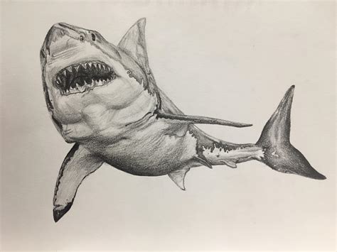 Great White Shark Jumping Out Of Water Drawing