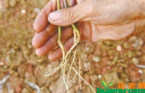 人参怎么种植？人参的种植技术和方法介绍-种植技术-中国花木网