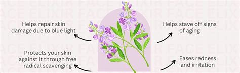 Skin Fx Face Elixir Detoxifying & Hydrating Serum 30 ml | Berries ...