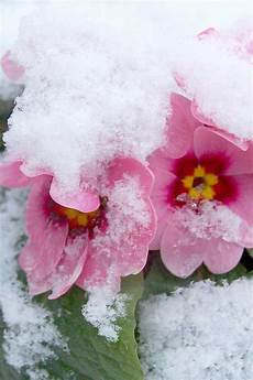 fiori invernali fiori invernali quali sono un elenco dettagliato fiori invernali fiori invernali quali sono un elenco dettagliato