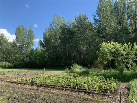 Space Between Plants 的图像结果