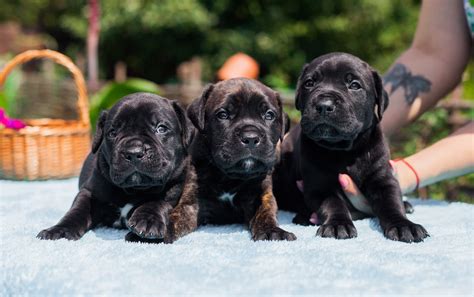 Cane Corso Puppies: Cute Pictures and Facts - Dogs Academies
