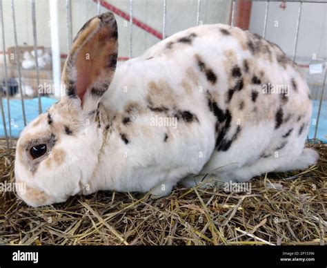 White rabbit with brown and black spots Stock Photo - Alamy