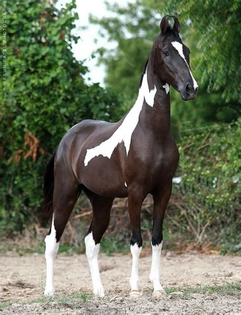 17 war horse breeds history pictures – Artofit