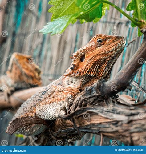 Bearded Dragon Orange