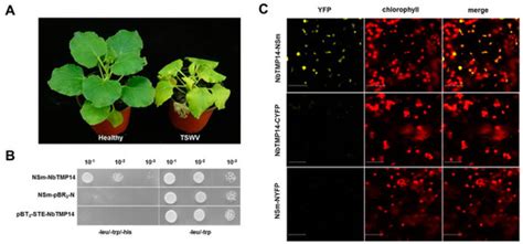NbTMP14 Is Involved in Tomato Spotted Wilt Virus Infection and Symptom ...