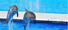 vasca privazione sensoriale quello devi sapere sui delfinari la dolphin vasca privazione sensoriale quello devi sapere sui delfinari la dolphin