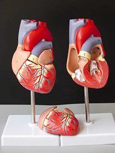 1:1 Human Heart Anatomy Model Medical Circulation India | Ubuy