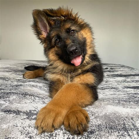 Evil German Shepherd