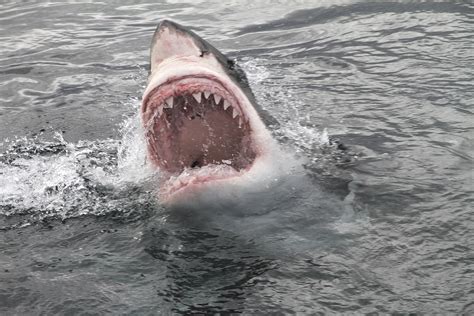 Great White Shark Much Bigger Than Ironbound Stalking North Carolina ...