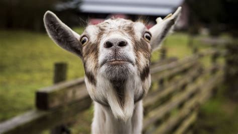 Download wallpaper 1920x1080 goat, muzzle, funny full hd, hdtv, fhd ...