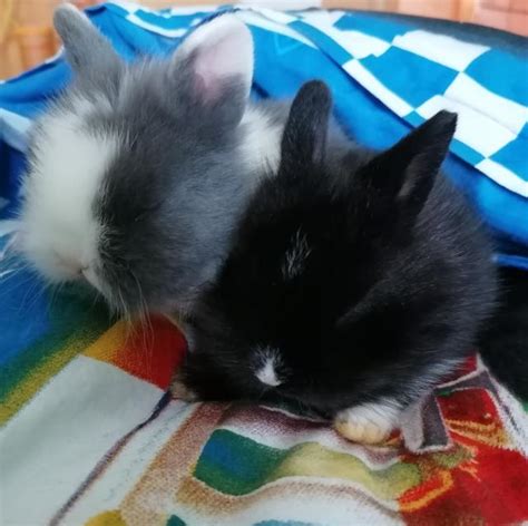 Löwenkopfbabys | kleintiermarkt.com