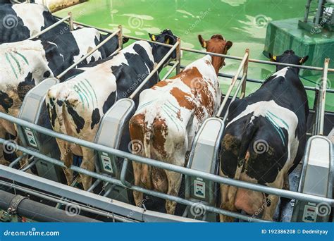 Cows on Round Rotary Machine for Milking in Dairy Farm. Industrial Milk ...