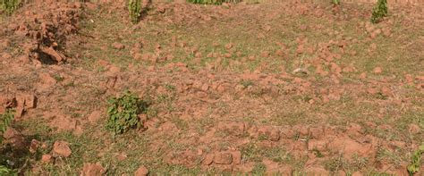 Archaeological Survey of India