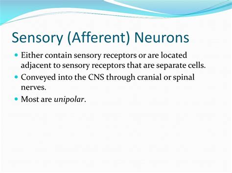 PPT - Nervous Tissue PowerPoint Presentation, free download - ID:529220