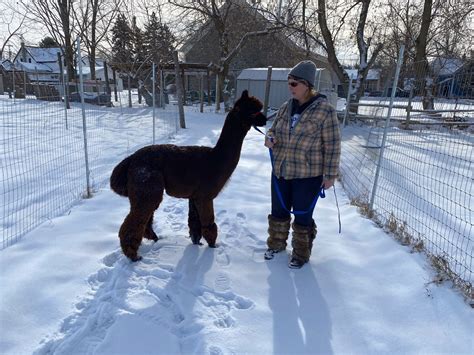 Regional Roadtrips: Alpaca trekking and savoury Spanish delights await ...