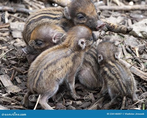 Newborn Pups of Visayan Warty Pig, Sus Cebifrons Negrinus Stock Image ...