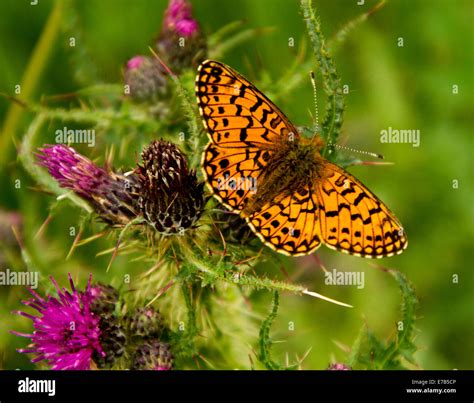 Bright orange & black British butterfly, pearl bordered fritillary ...