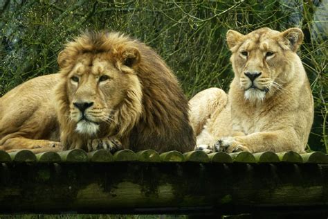 Free Images : wildlife, zoo, fauna, lions, vertebrate, resting ...