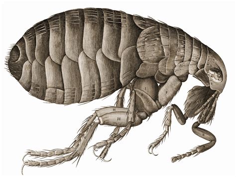 All about the Black Death flea that killed 100 million people / Boing Boing