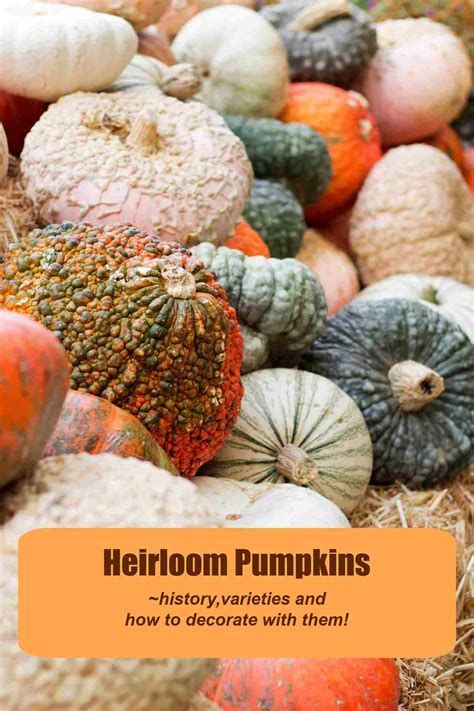 What are Heirloom Pumpkins? - Uses - Types - Seeds - Decorating