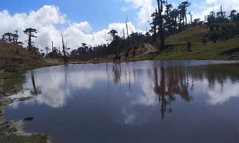 Sandakphu And Phalut Trek Package - Fixed Dpartures & Customized ...