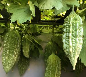 VibeX KGF -54 - Bitter Melon Gourd -Balsam Pear - (100 Seeds) Seed ...