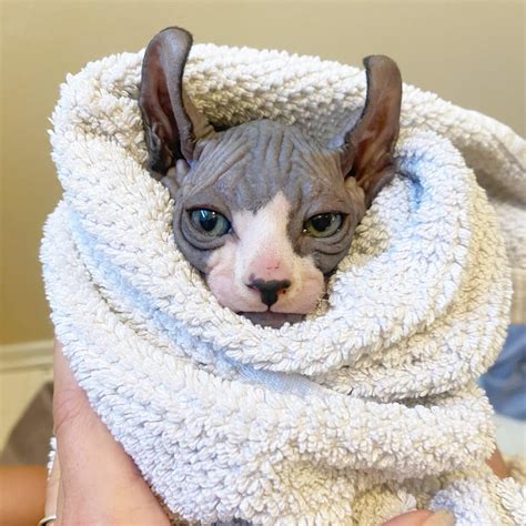 5 out of 6 very angry bath day faces : r/sphynx