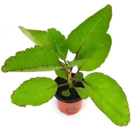SelfLine | Patharchatta Live Medicinal Plant | Kalanchoe Pinnata ...