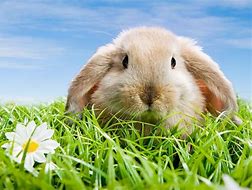 Image result for Bunny Wallpaper for iPad