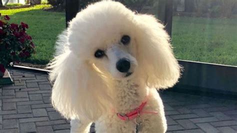 Toma asiento antes de saber cuántos años vive la raza de perro Poodles ...
