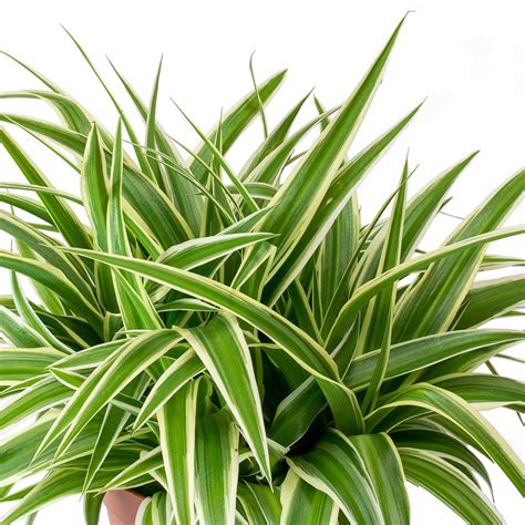 Chlorophytum comosum Ocean - Spider Plant - Purify Your Air - Hortology