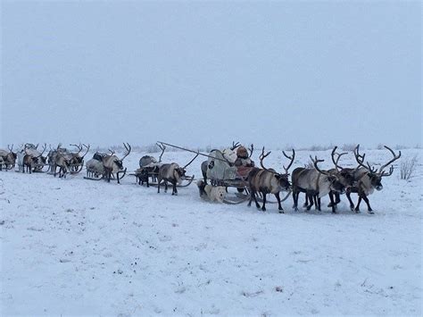 Nenets People: Nomadic Reindeer Herders of Arctic Russia