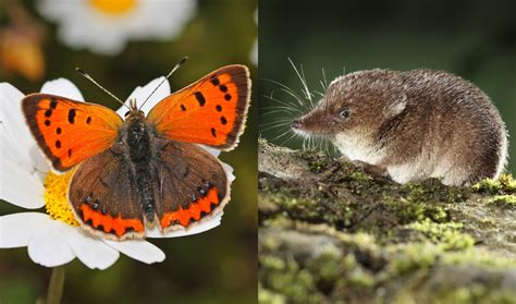 Animals with the shortest lifespan