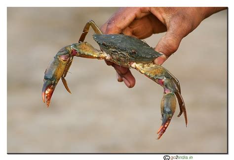 go2india.in : Variety crab at Chilika lake at Satapada