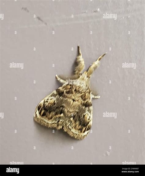 White-marked Tussock Moth (Orgyia leucostigma Stock Photo - Alamy