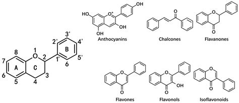 The Multifaceted Role of Flavonoids in Cancer Therapy: Leveraging ...