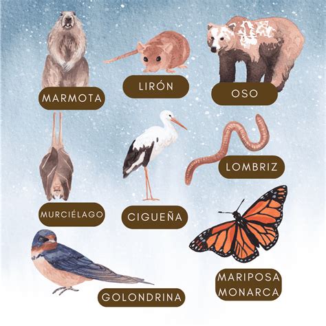 Spanish Lessons about Hibernation - Llamitas Spanish.com