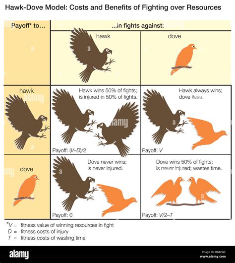 What Does Hawk-Dove Mean at Debra Baughman blog