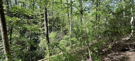 Bell Park Nature Trail, North Carolina - 211 Reviews, Map | AllTrails